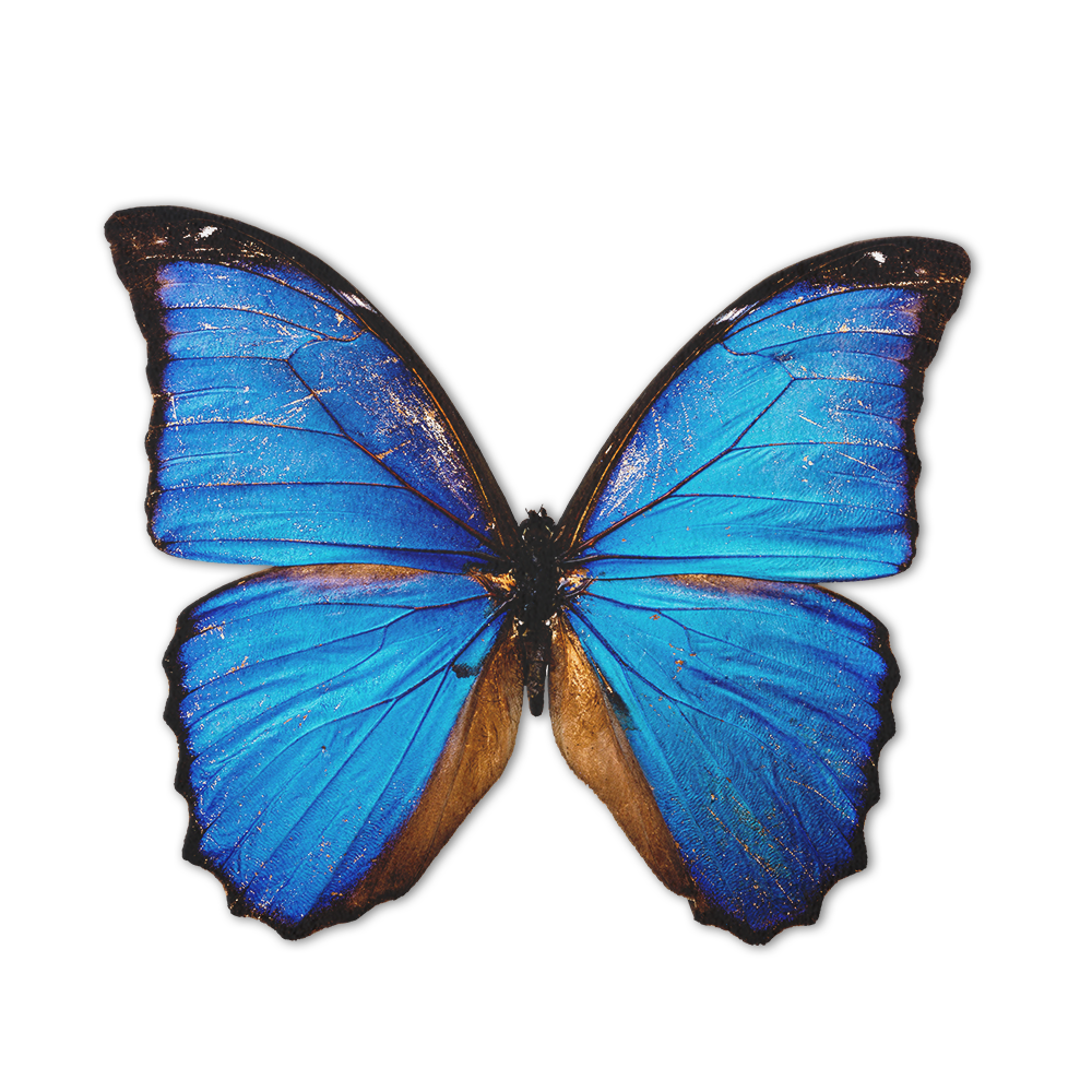 Blue Butterfly Shaped Rugs Custom For Room Decor Mat Quality Carpet-Animerugs